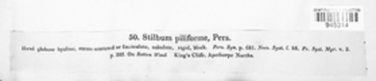 Stilbum image
